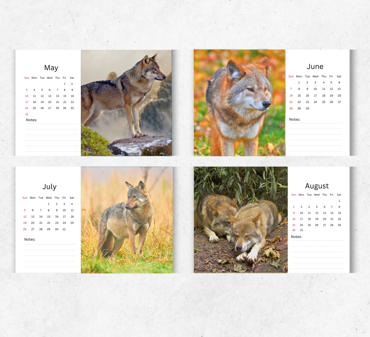 Wolf Desk Calendar 2026-2027