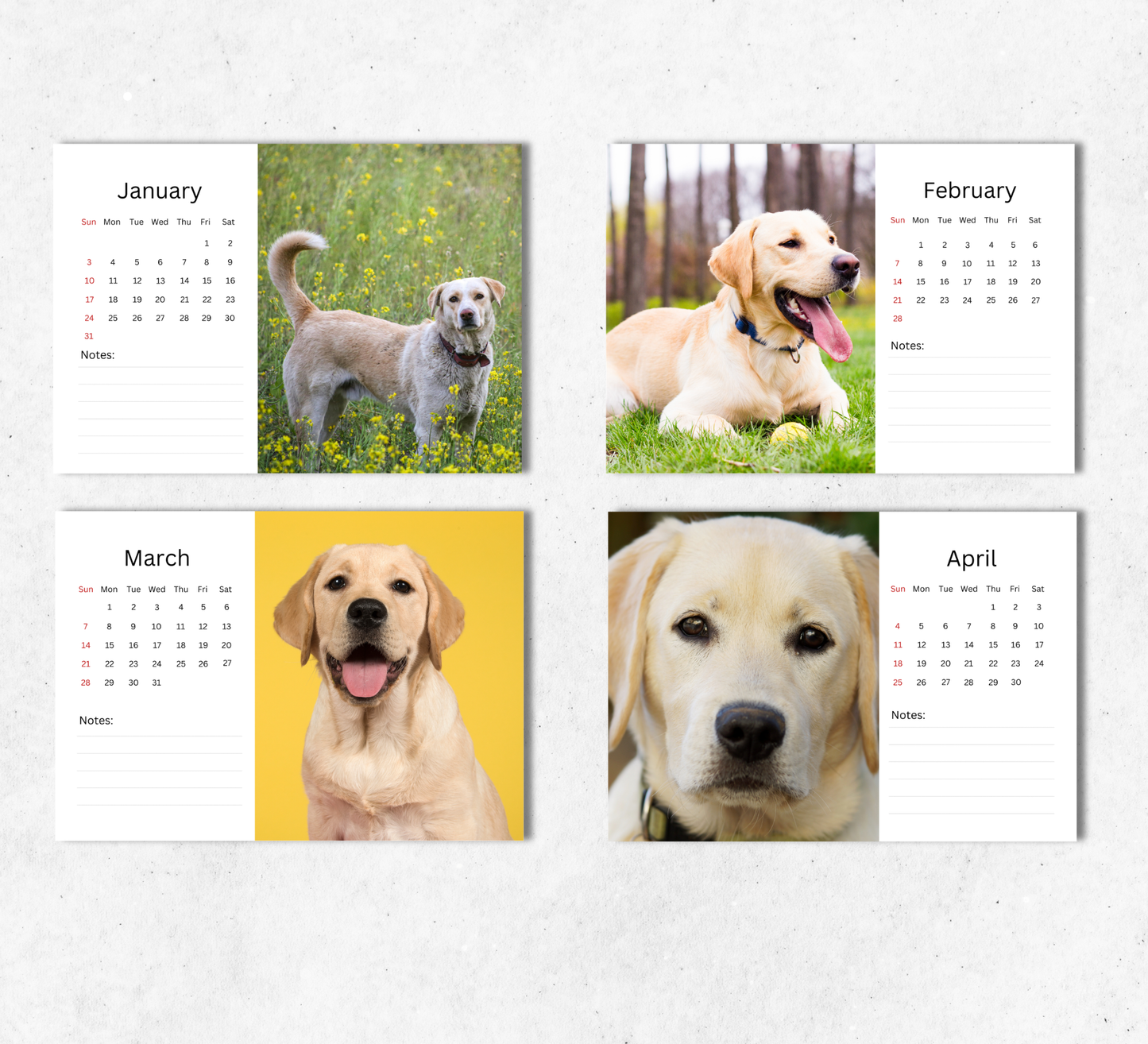 Yellow Labrador Desk Calendar 2027-2028