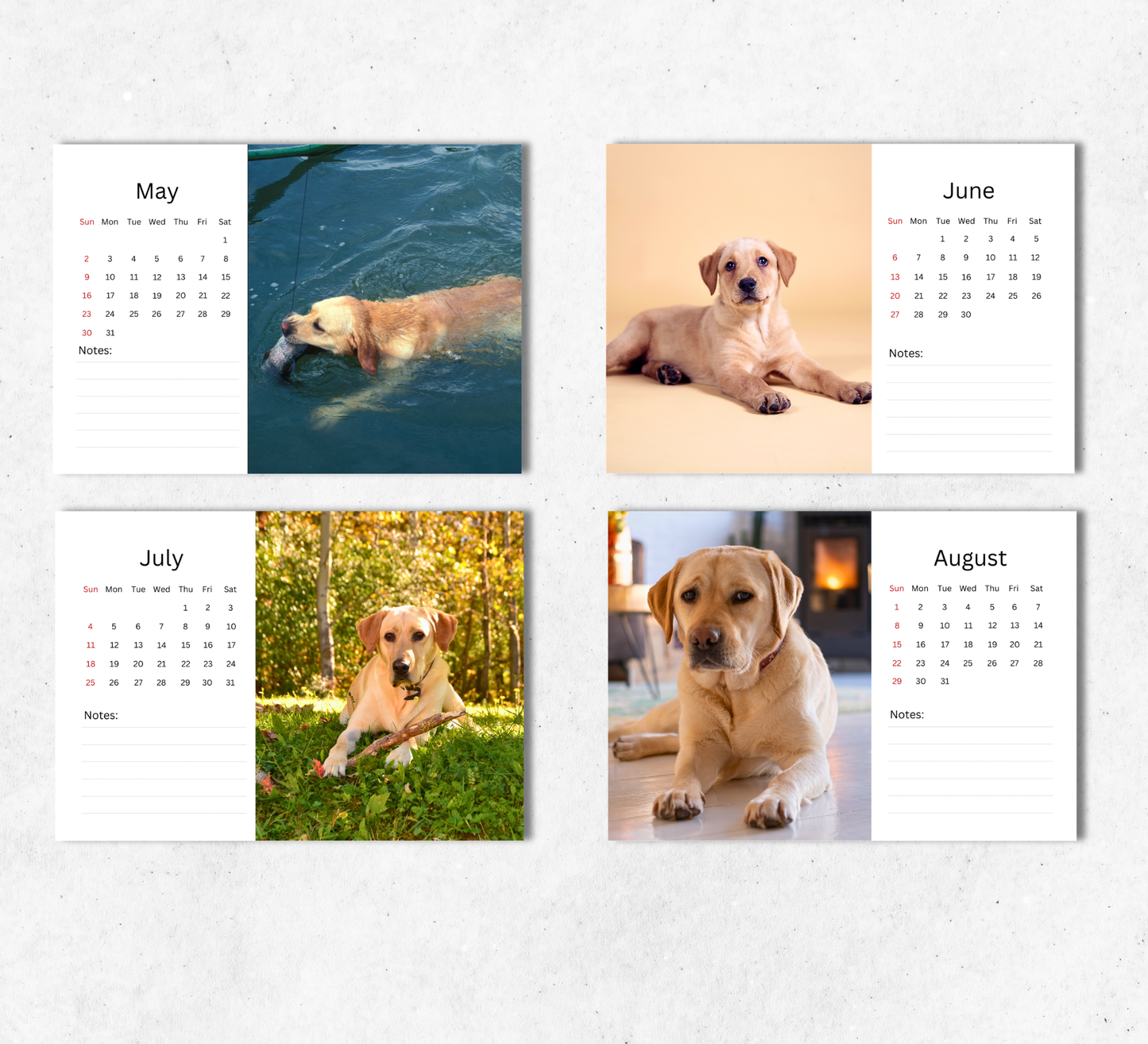 Yellow Labrador Desk Calendar 2027-2028
