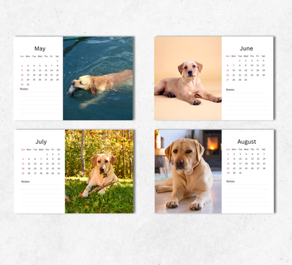 Yellow Labrador Desk Calendar 2027-2028