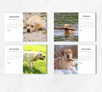 Yellow Labrador Desk Calendar 2027-2028