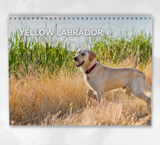 Yellow Labrador Calendar 2026