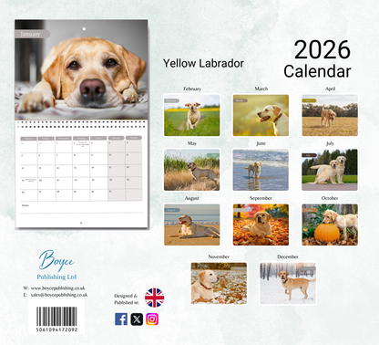 Yellow Labrador Calendar 2026