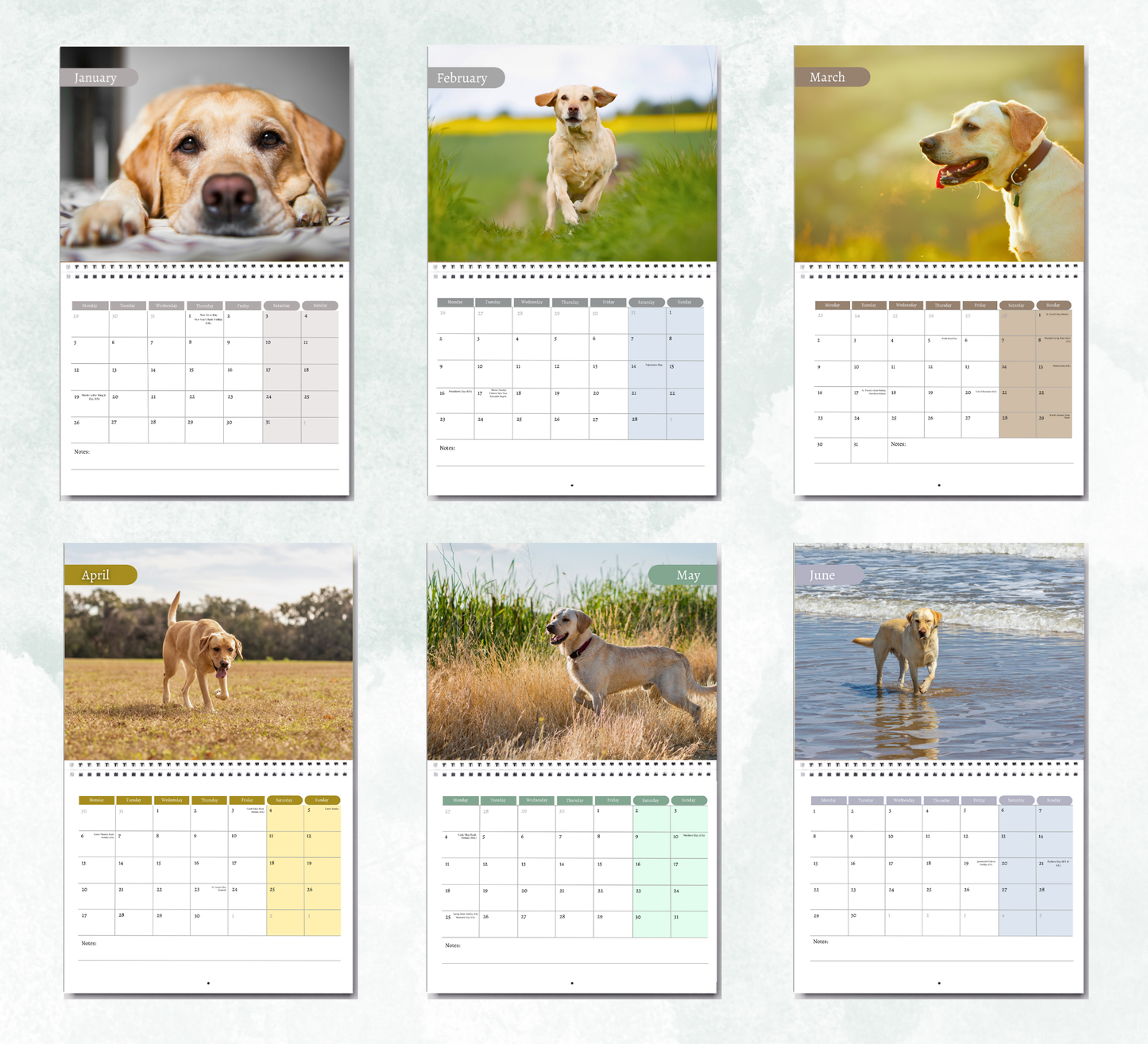 Yellow Labrador Calendar 2026