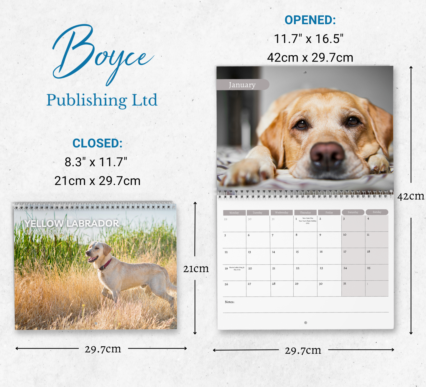Yellow Labrador Calendar 2026