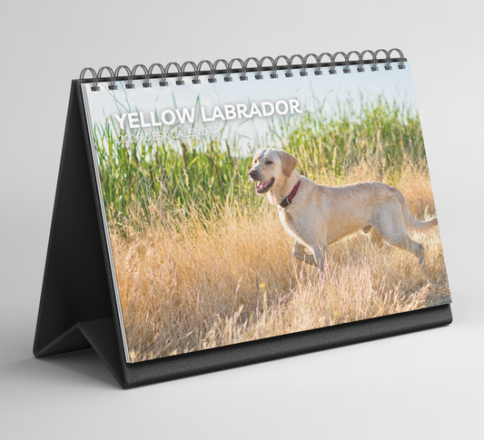 Yellow Labrador Desk Calendar 2026-2027