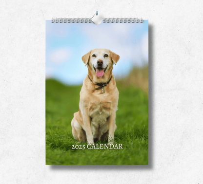 A calendar featuring yellow labrador retriever sitting in lush green grass, showcasing the beauty of this beautiful yellow dog in a serene setting.