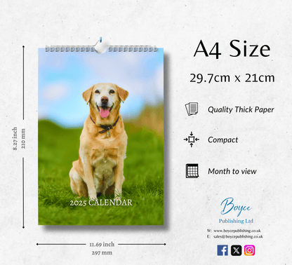 A display of a beautiful yellow labrador calendar with an image of a yellow labrador sitting on grass, showing the size of the calendar as A4, highlighting key attributes such as its quality thick paper, compact size, and month to view.