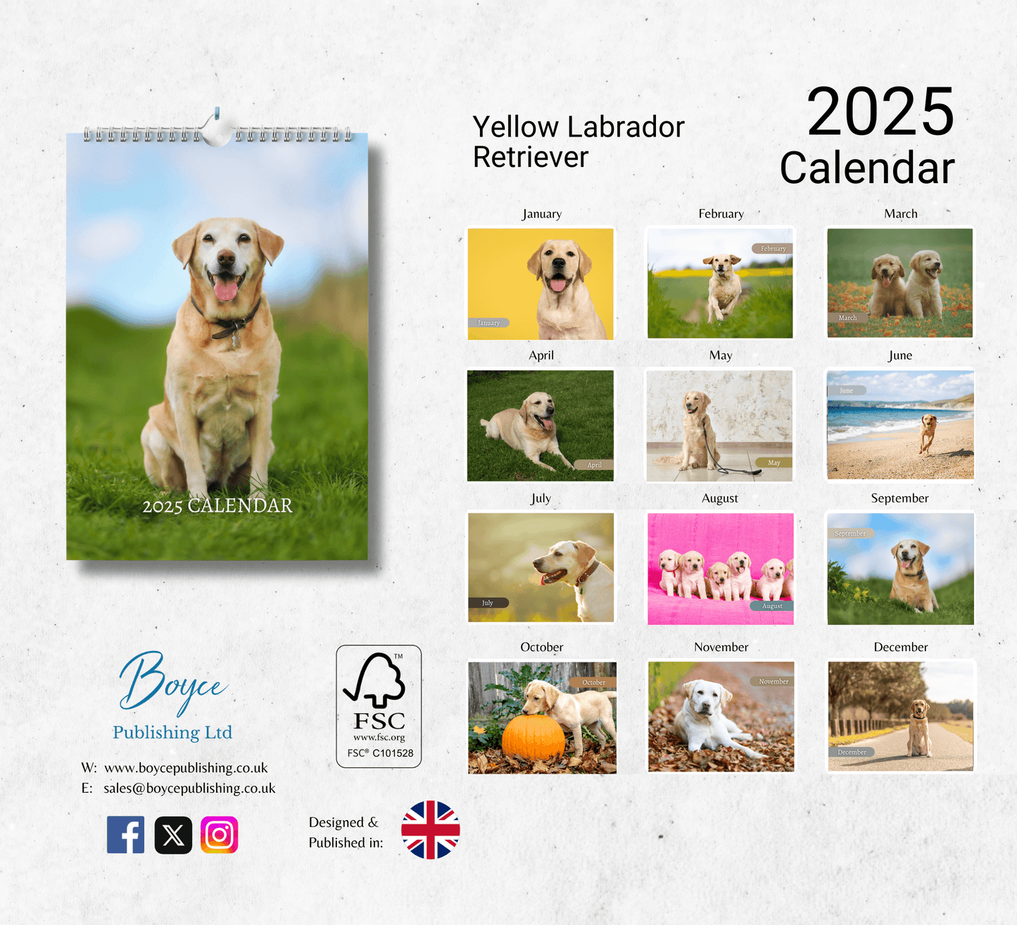 A yellow labrador retreiver calendar showing each unique yellow lab image for each month ranging from January to December.