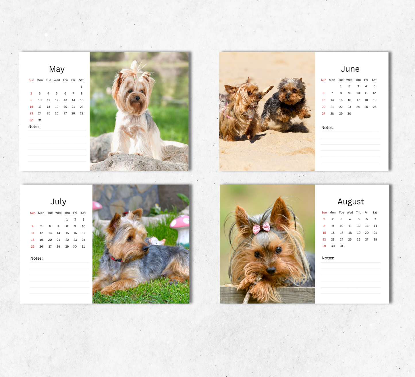 Yorkshire Terrier Desk Calendar 2027-2028