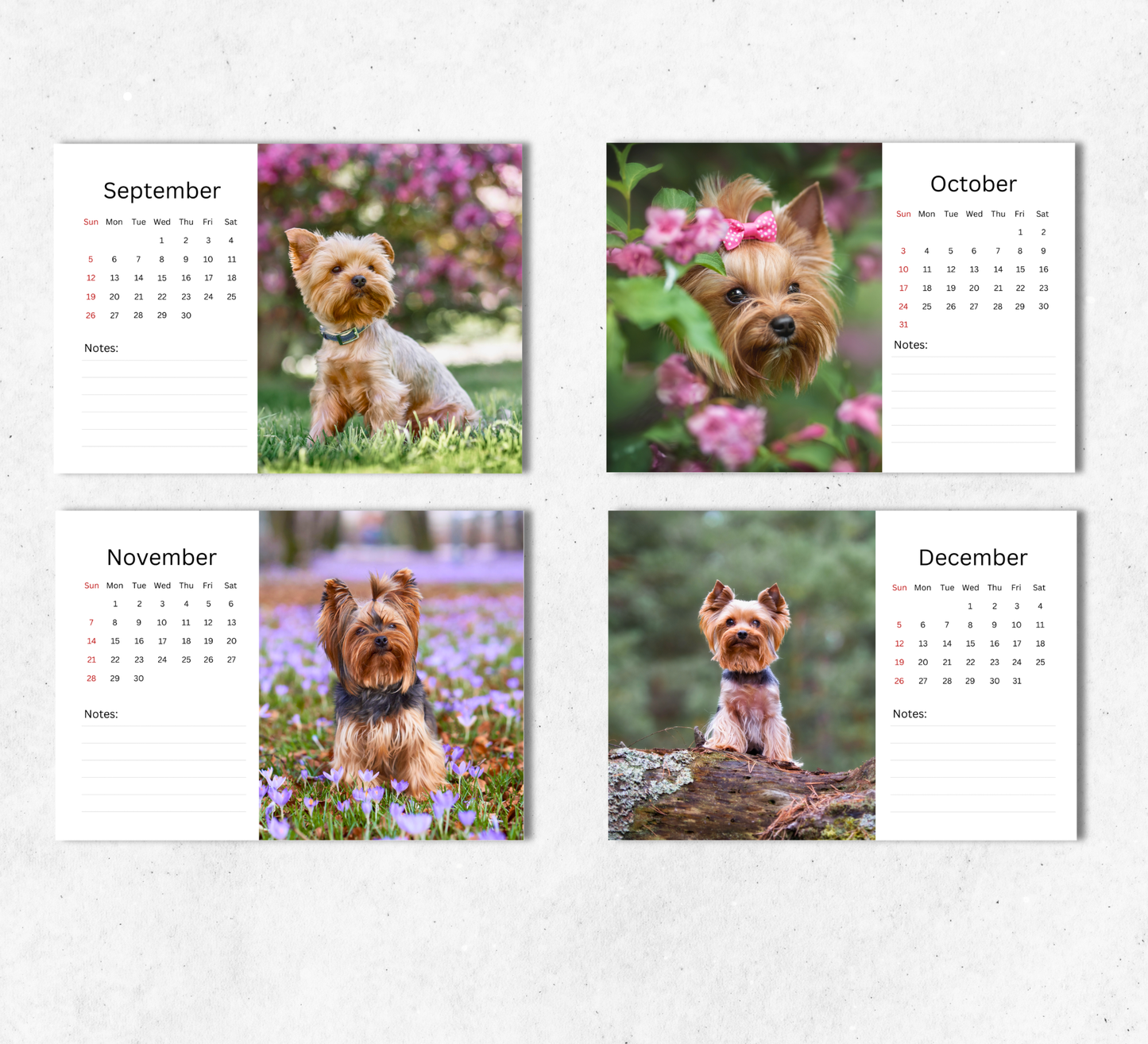 Yorkshire Terrier Desk Calendar 2027-2028