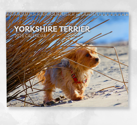 Yorkshire Terrier Calendar 2026