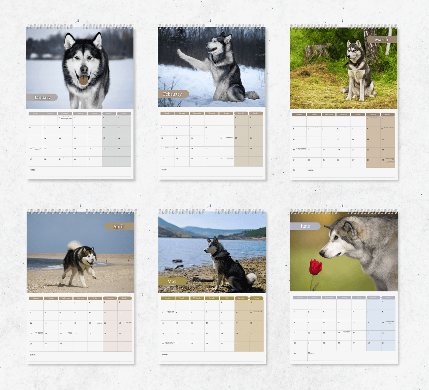 Alaskan Malamute Calendar 2025