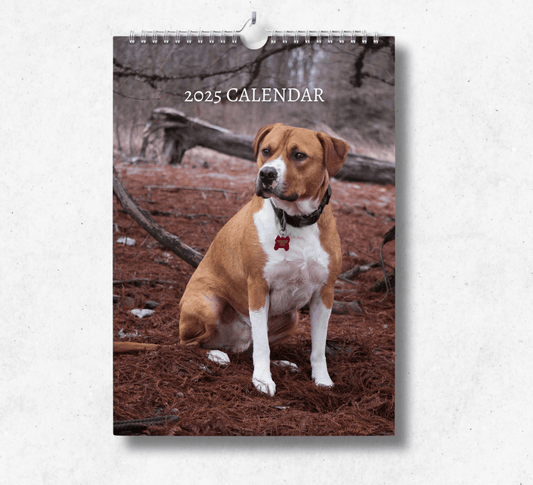 2025 American Staffordshire Terrier calendar featuring a brown american staffie sitting in a forrest with fallen twigs and a broken tree.