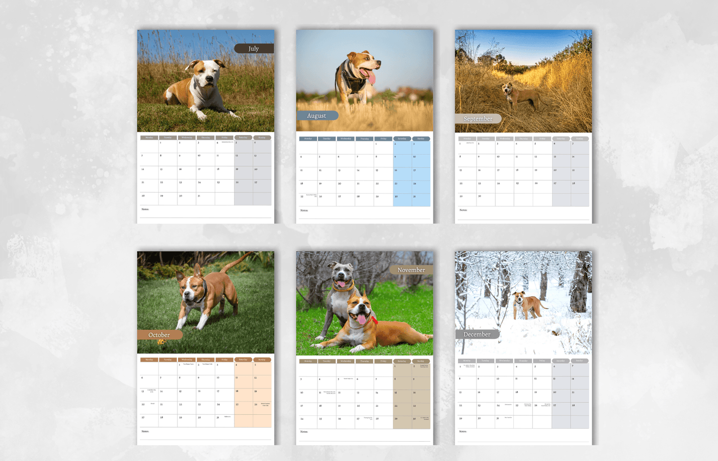 American Staffordshire Terrier Calendar 2025