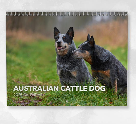 Australian Cattle Dog Calendar 2026