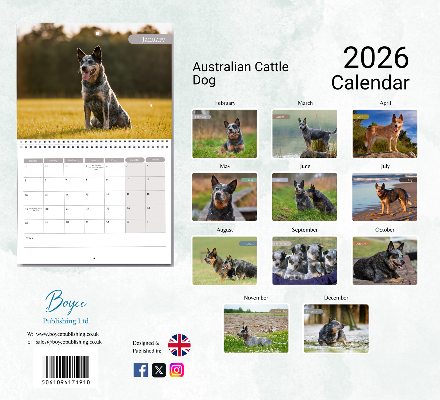 Australian Cattle Dog Calendar 2026