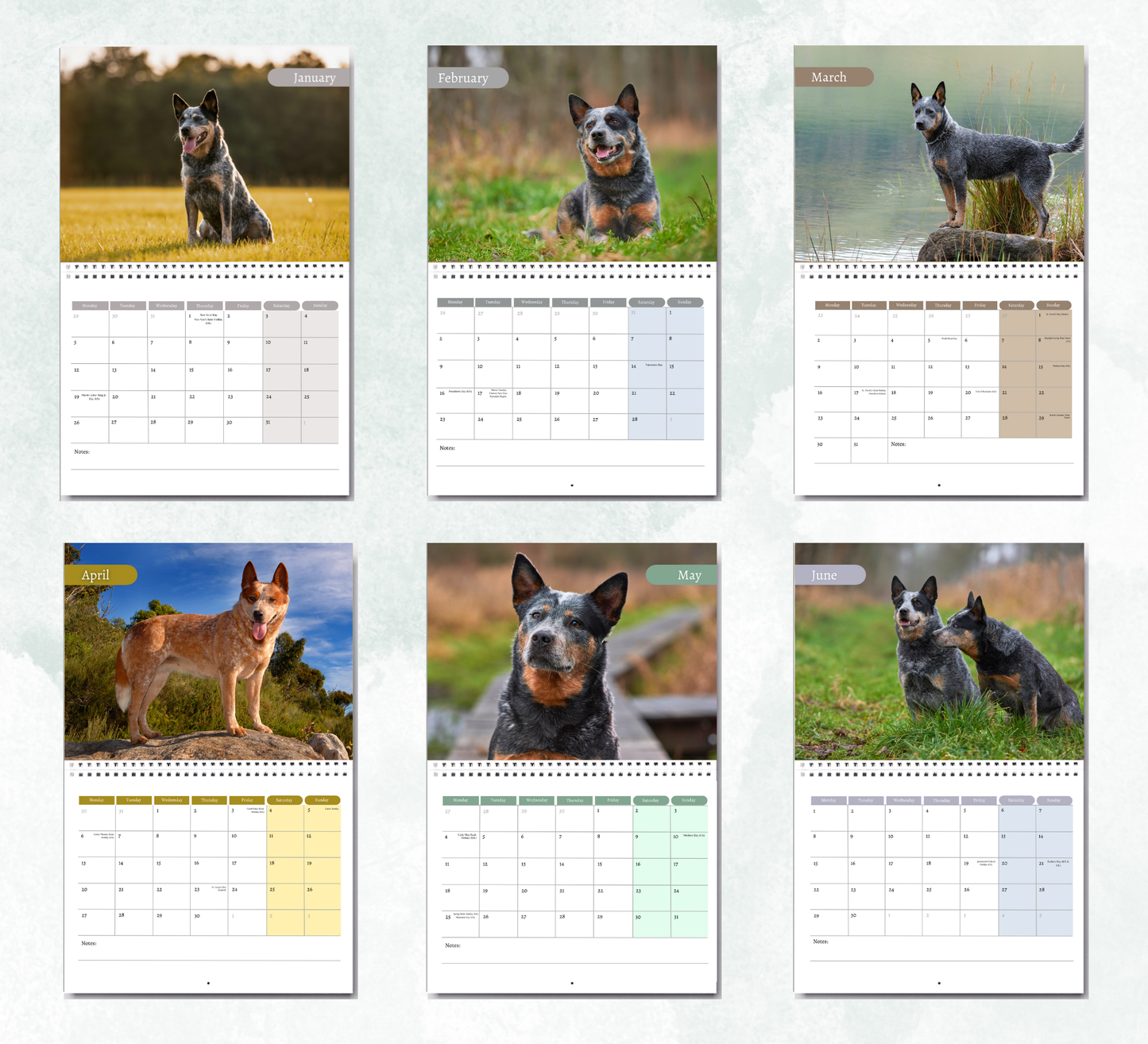 Australian Cattle Dog Calendar 2026