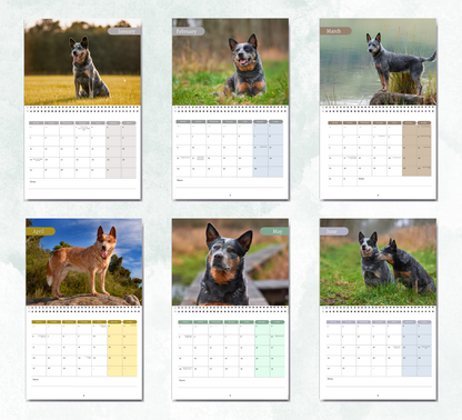 Australian Cattle Dog Calendar 2026