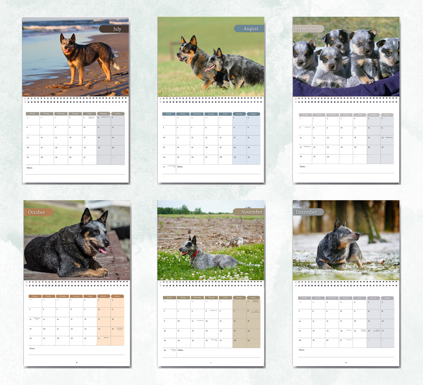 Australian Cattle Dog Calendar 2026