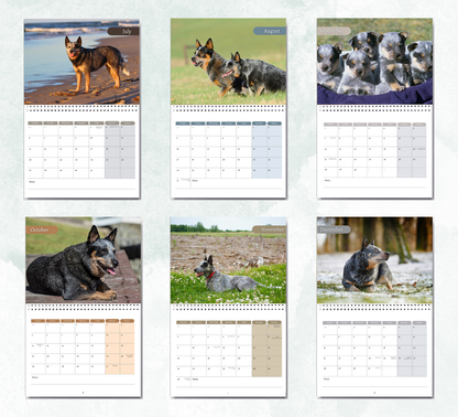 Australian Cattle Dog Calendar 2026