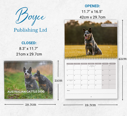 Australian Cattle Dog Calendar 2026