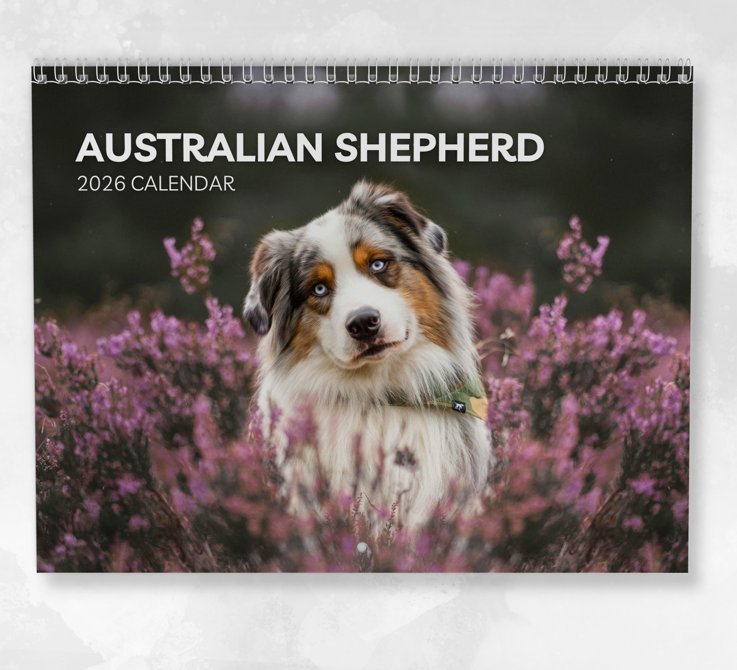 Australian Shepherd Calendar 2026