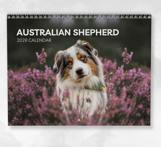 Australian Shepherd Calendar 2026