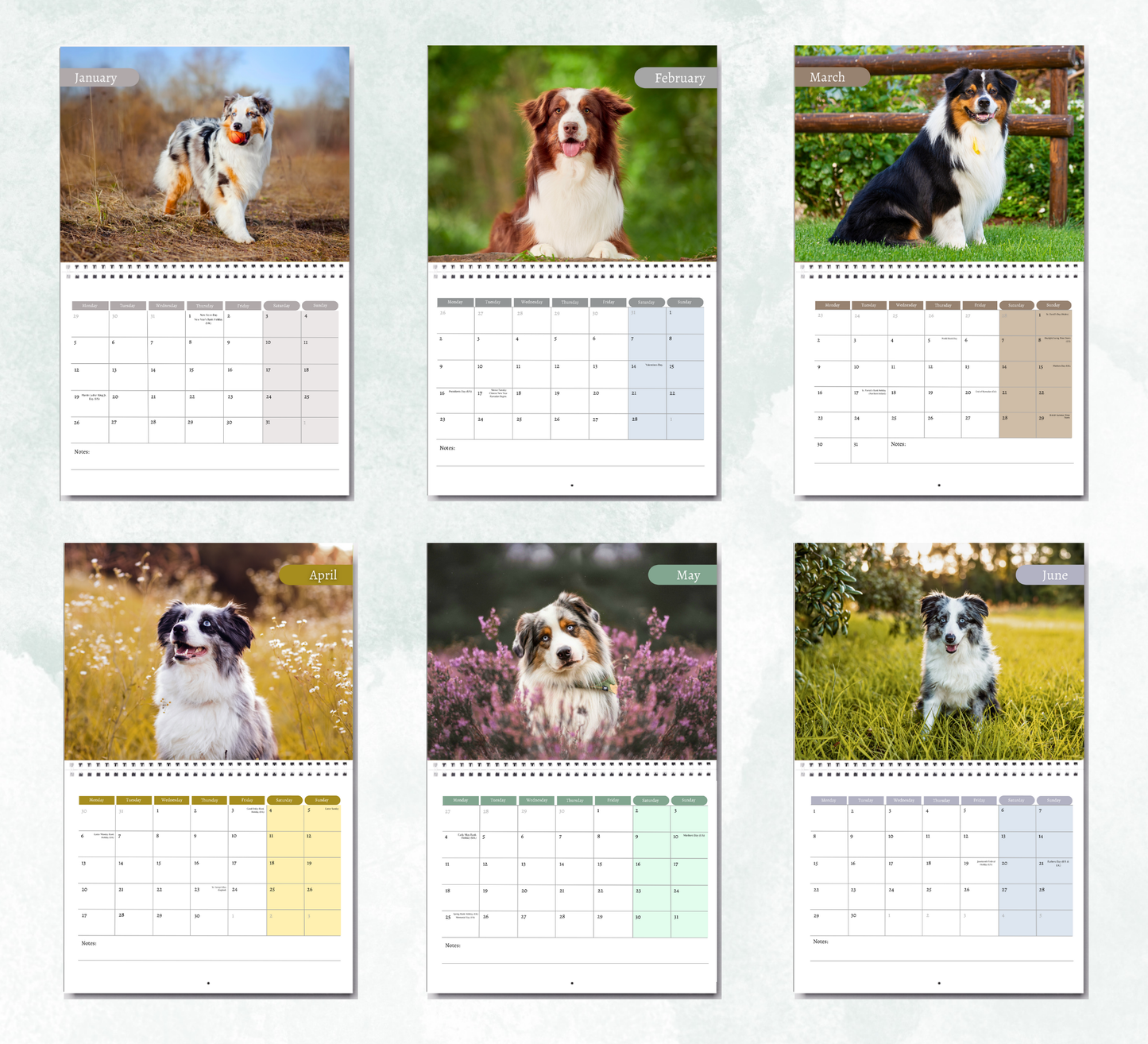 Australian Shepherd Calendar 2026