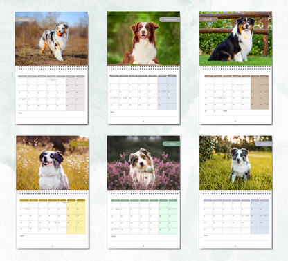 Australian Shepherd Calendar 2026