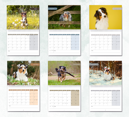 Australian Shepherd Calendar 2026