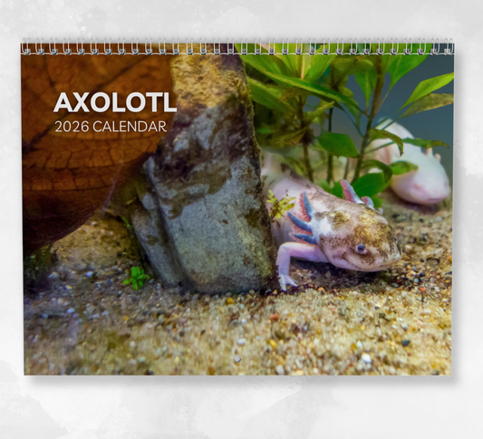 Axolotl Calendar 2026
