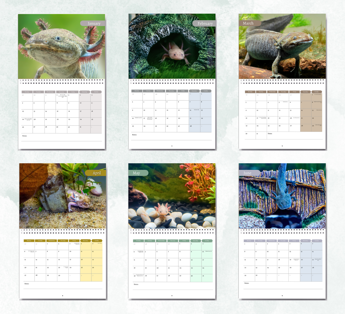 Axolotl Calendar 2026