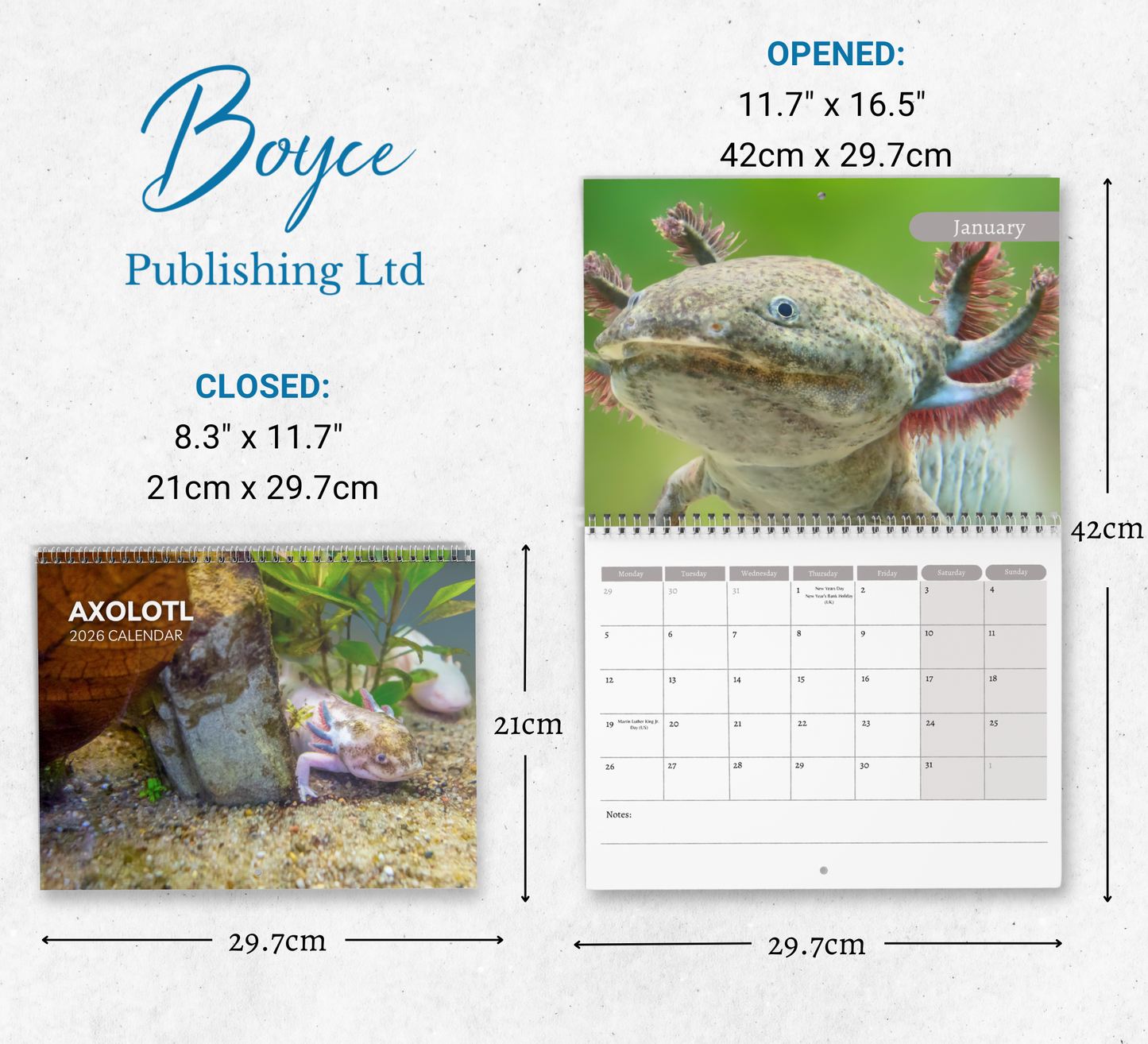 Axolotl Calendar 2026