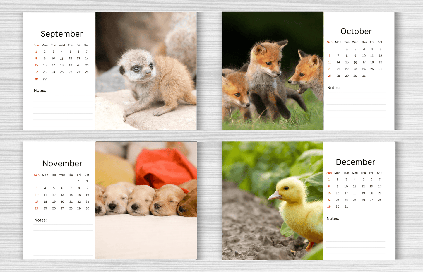 Baby Animals Desk Calendar 2025