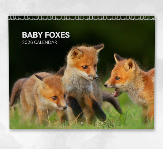 Baby Foxes Calendar 2026