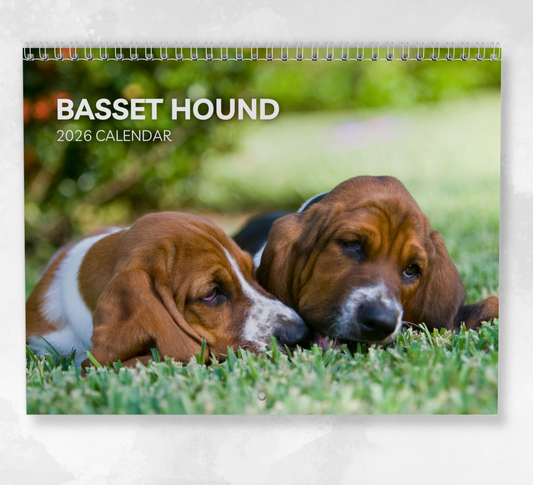 Basset Hound Calendar 2026