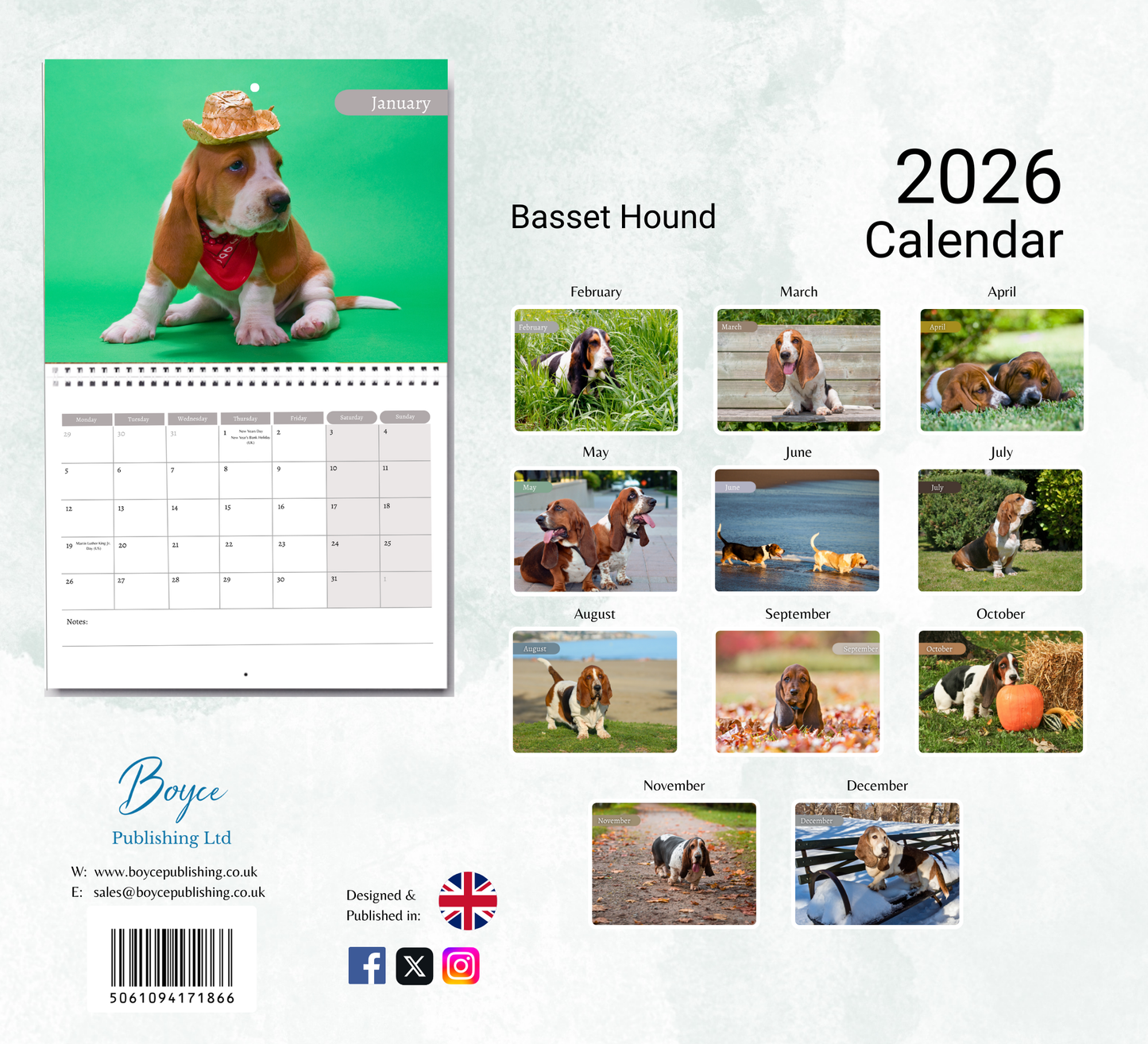 Basset Hound Calendar 2026