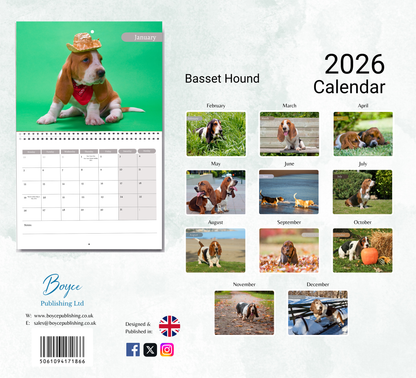 Basset Hound Calendar 2026