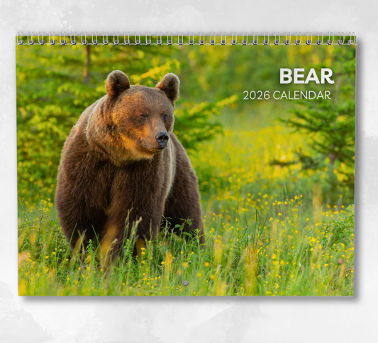 Bear Calendar 2026