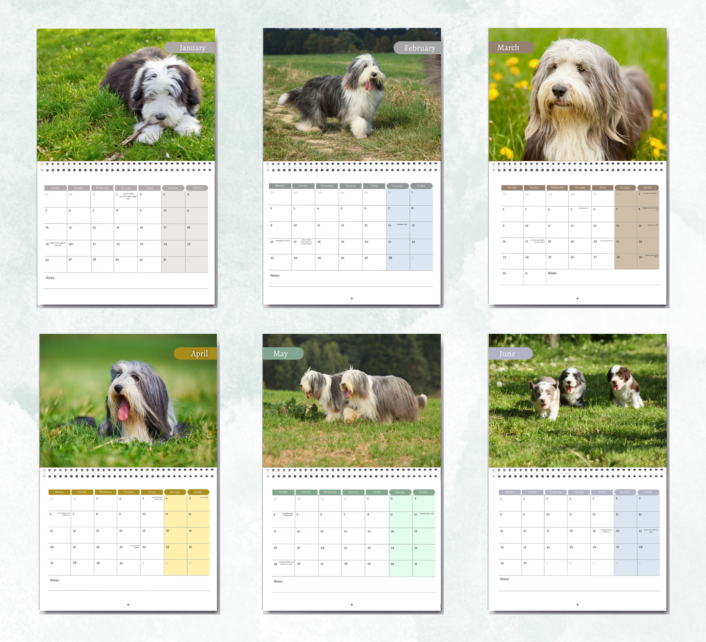 Bearded Collie Calendar 2026