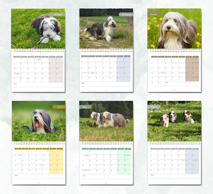 Bearded Collie Calendar 2026