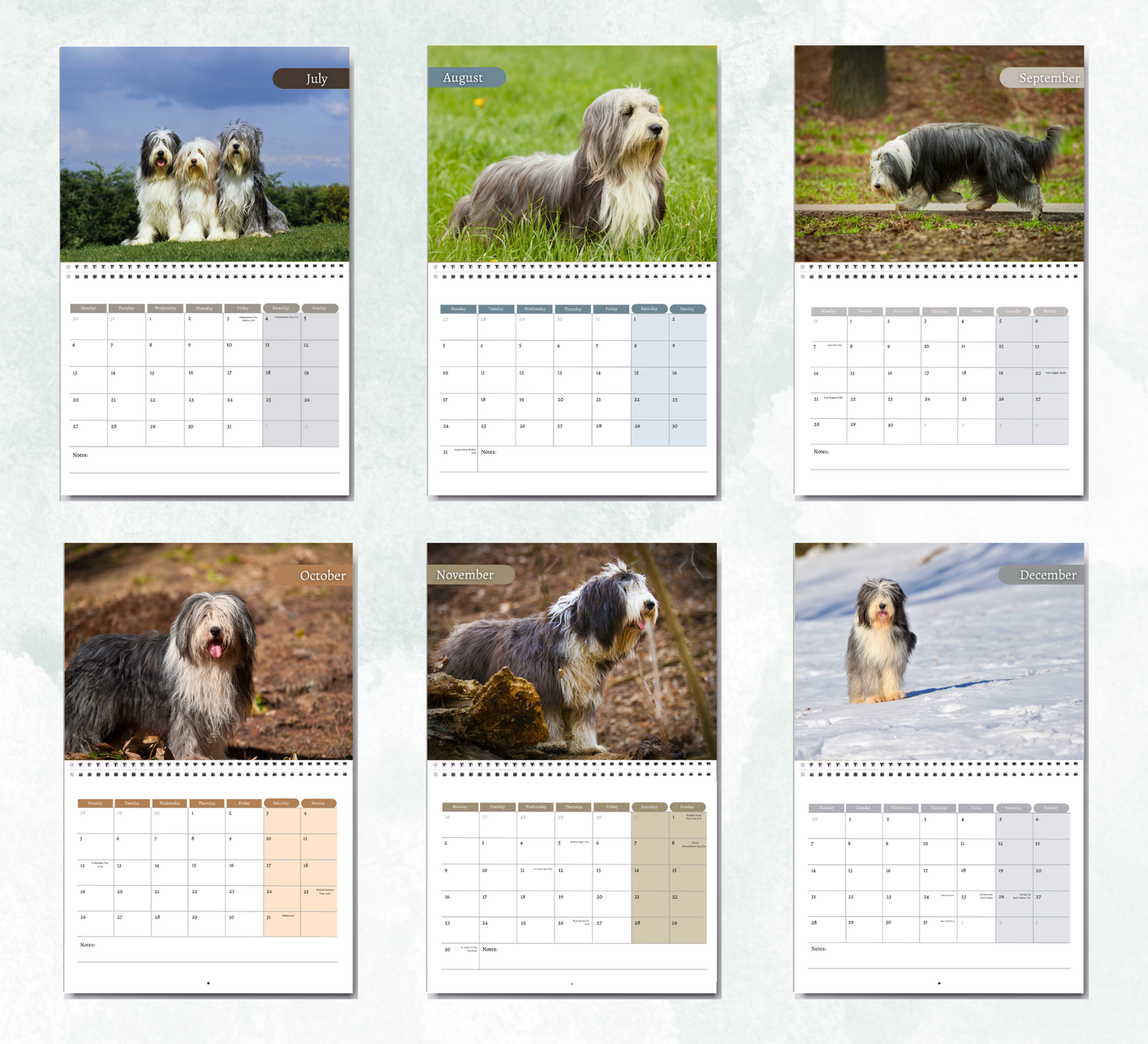 Bearded Collie Calendar 2026