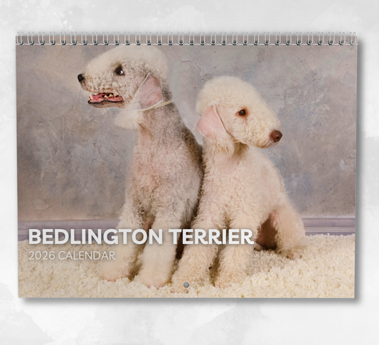 Bedlington Terrier Calendar 2026