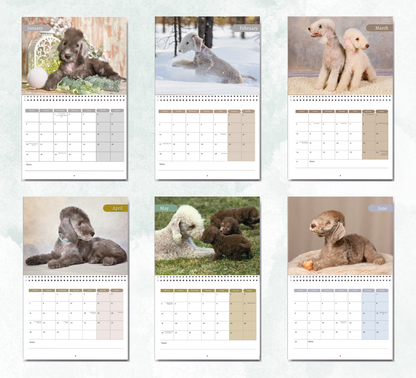 Bedlington Terrier Calendar 2026