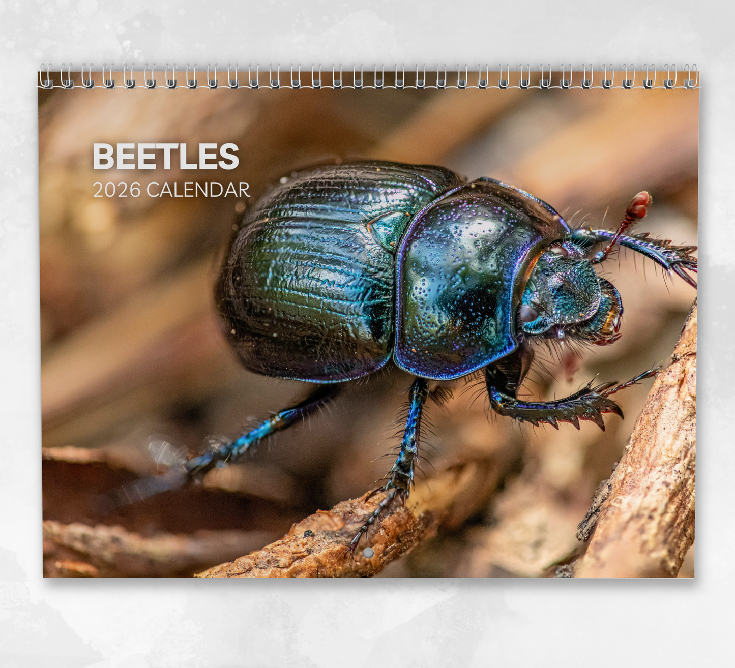 Beetles Calendar 2026