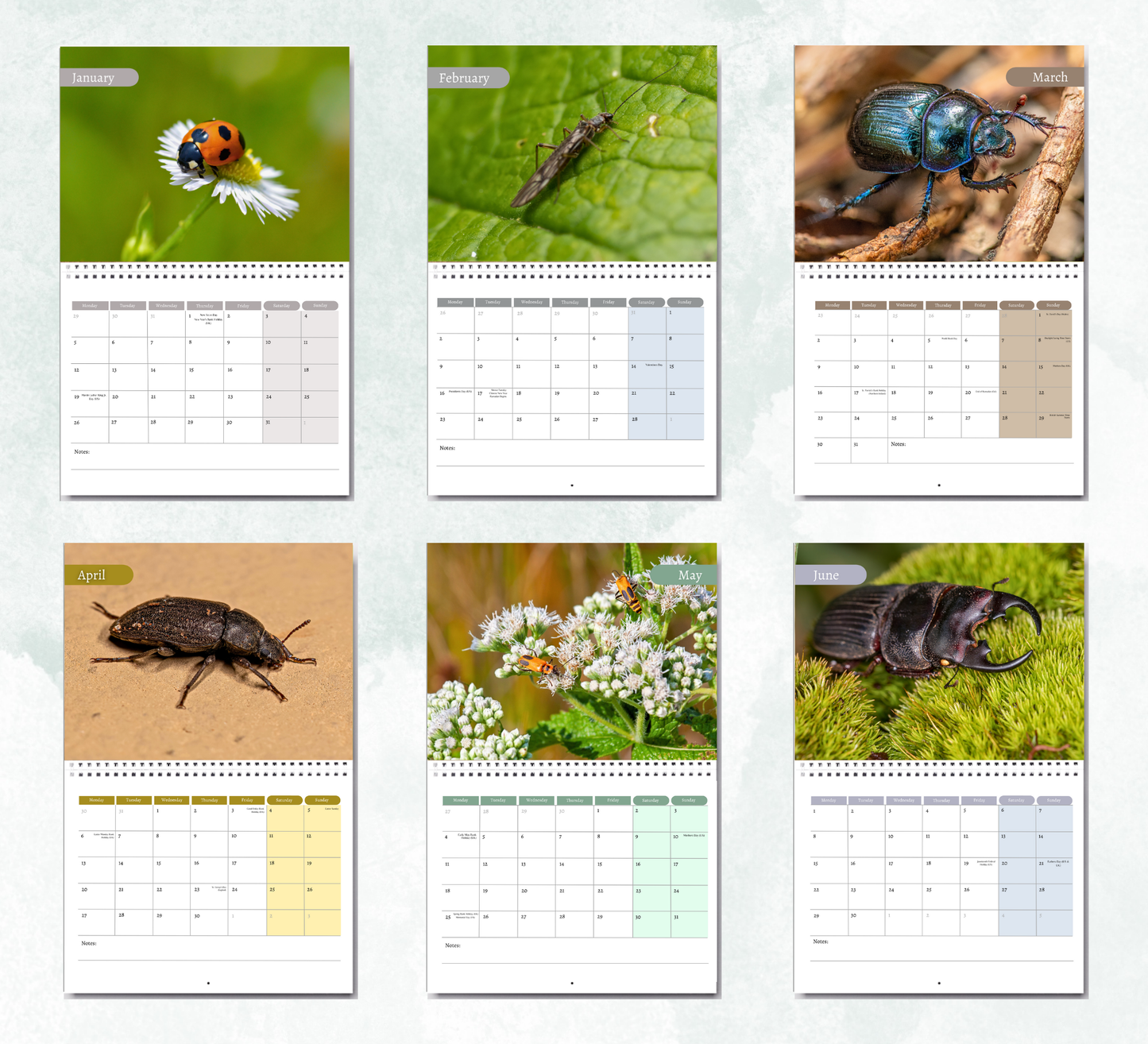 Beetles Calendar 2026