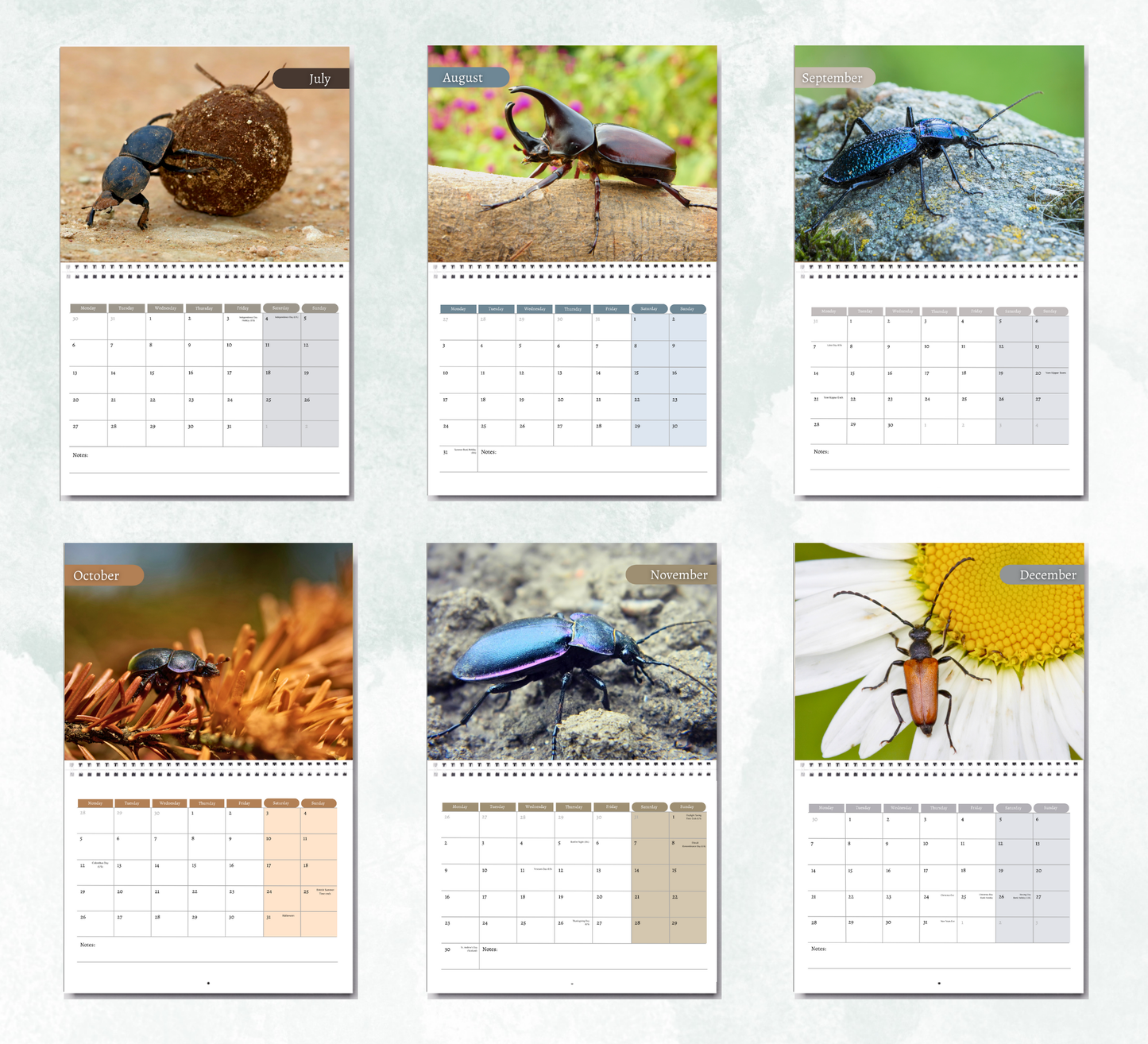Beetles Calendar 2026