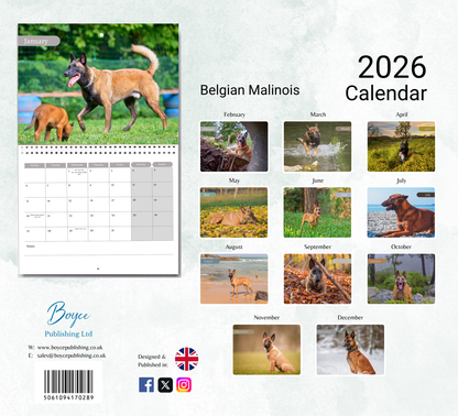 Belgian Malinois Calendar 2026