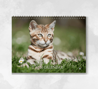 2025 Bengal calendar featuring a lightly coloured brown and cream stripped bengal cat laying on the grass with a handful of daisies surrounding them.